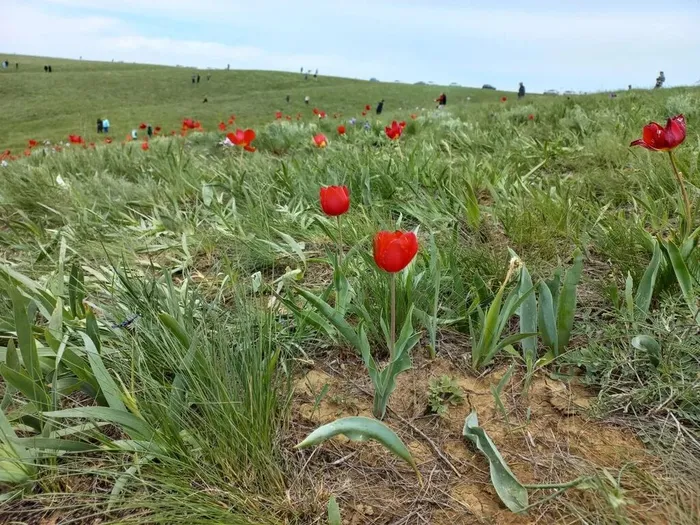 степные просторы