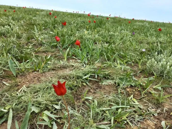 степная красота